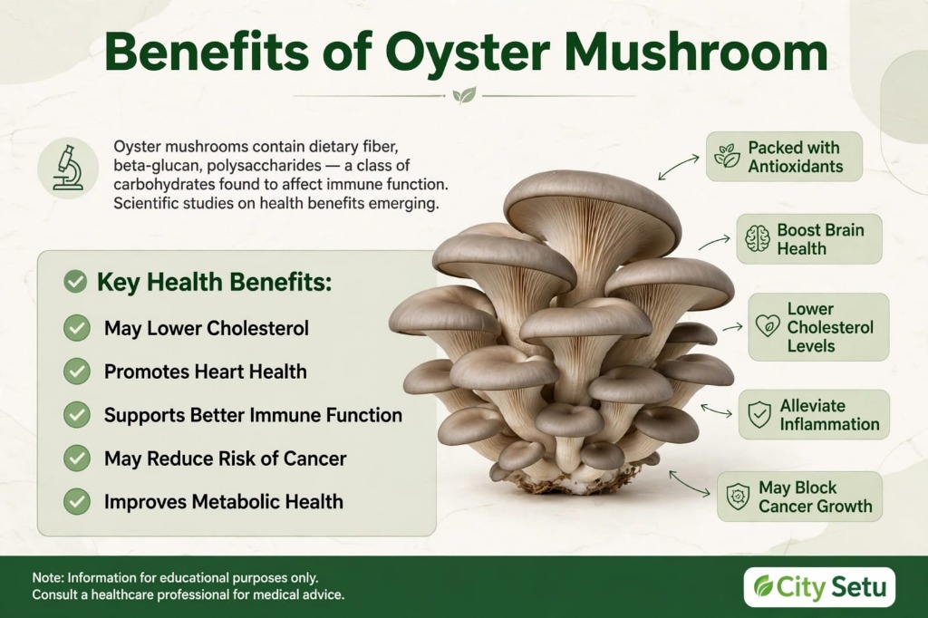 Benefits of Oyster Mushroom scientific diagram